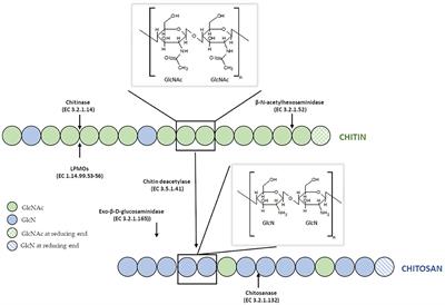 Enzymatic Modifications of Chitin, Chitosan, and Chitooligosaccharides